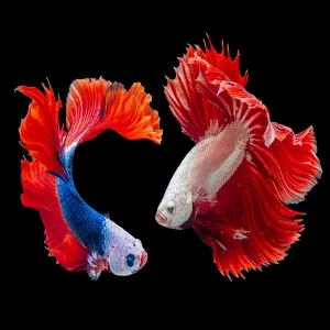 Fish Wallpapers Screenshot 2
