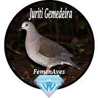 Canto Fêmea de Juriti Gemedeir