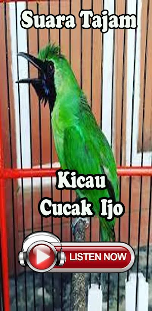 Masteran Cucak Ijo Full Isian Screenshot 3