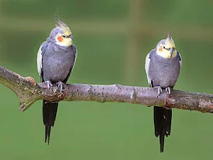 Cockatiel bird Wallpapers Screenshot 3