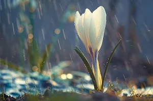 Crocus Flower Wallpapers Screenshot 2