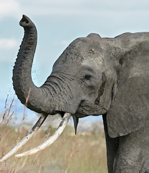 Elephant sounds ~ Sboard.pro Screenshot 0