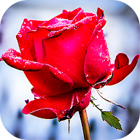 Roses Stickers for WhatsApp