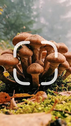 Mushroom Identifier Screenshot 0