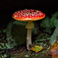 Mushroom Wallpaper