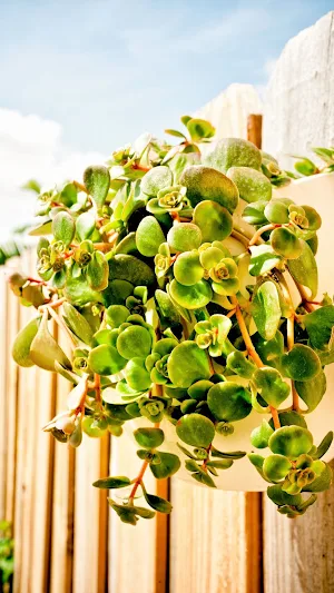 Sedum Wallpaper Screenshot 0