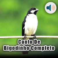 Canto De Bigodinho Completo