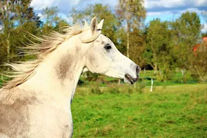 White horses wallpapers Screenshot 0