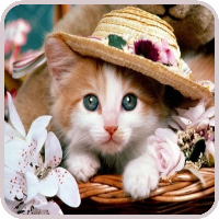 Cute kittens Images