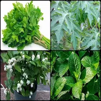 Types of Leaves for Health