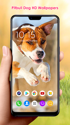 Pitbull Dog HD Wallpapers Screenshot 3