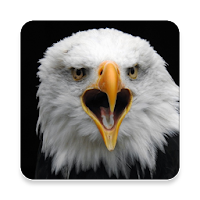 Bald Eagle Sound Collections ~ Sclip.app