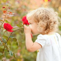 Rose Floral Wallpapers