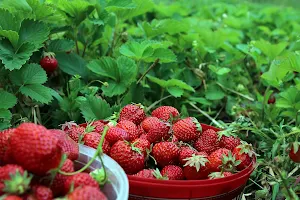 Strawberry Wallpapers 2 Screenshot 1