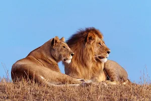 Best Animal Pictures Screenshot 3