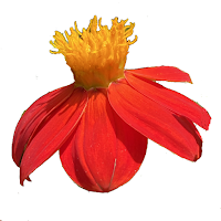 Northeast Mexico Wildflowers
