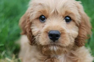 Cavapoo Dog Wallpapers Screenshot 3