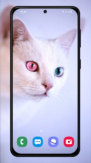 Kittens and cats wallpapers Screenshot 2