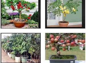 Fruit plants at Bonsai Screenshot 1