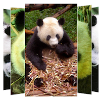 Panda Wallpapers