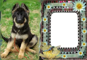 Cat And Dog Photo Frames Screenshot 0