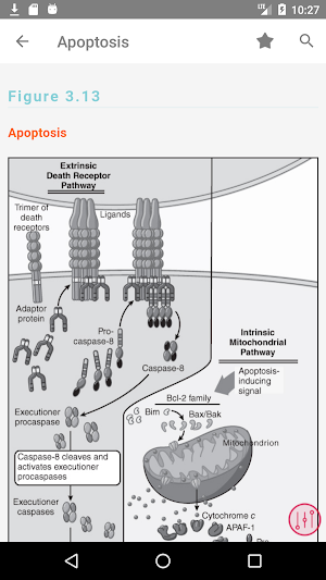 Oncology Nursing Drug Handbook Screenshot 3