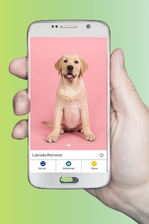 Dog Images - Dog Wallpapers Screenshot 2