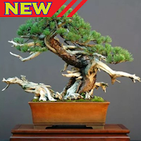 Bonsai Design Inspiration