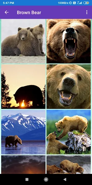 Brown Bear, Panda, Polar Bear, Red Panda Wallpaper Screenshot 0