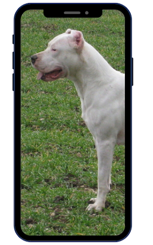 Dogo Argentina Wallpapers Screenshot 0