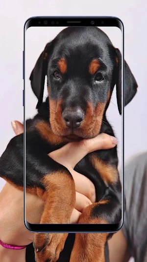 Doberman Dogs Wallpapers Screenshot 2