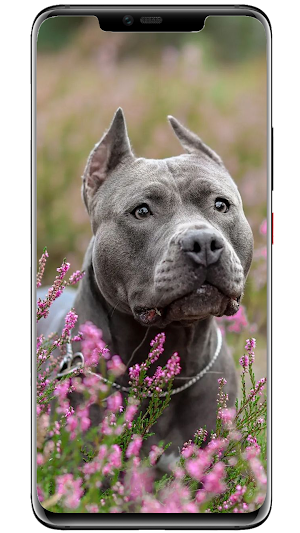 Wallpapers Dogs Screenshot 3