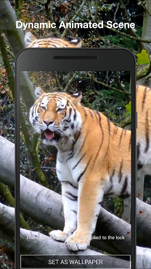 Tiger 3D Live Wallpaper Screenshot 1
