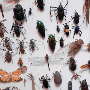 Insect Wallpapers Screenshot 1