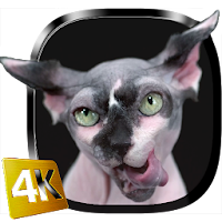 Sphynx Cat Live Wallpaper
