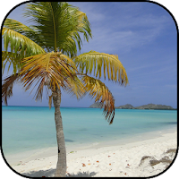 Palm tree wallpapers