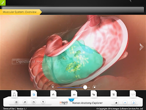 HumanAnatomy-MuscularSystem Screenshot 2