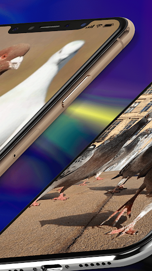 Pigeon Wallpaper 4K Screenshot 3