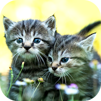 Cat Wallpaper 2024