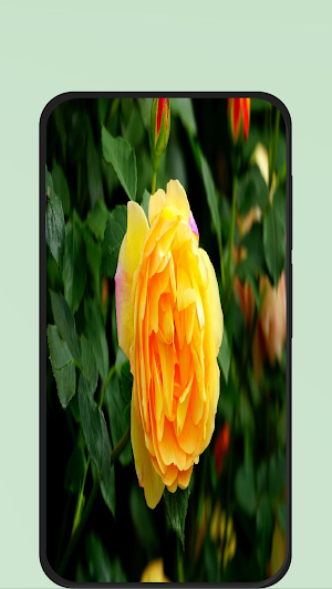 rose flower pic Screenshot 3