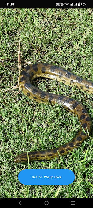 Green Anaconda Wallpaper Screenshot 0