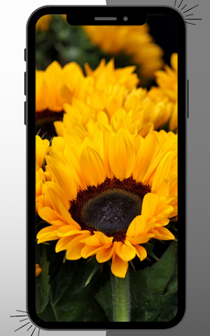 Sunflower Wallpaper Screenshot 1