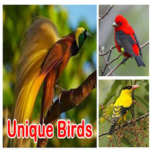 Unique birds Screenshot 3
