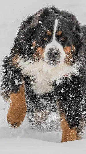 bernese mountain dog wallpaper Screenshot 0