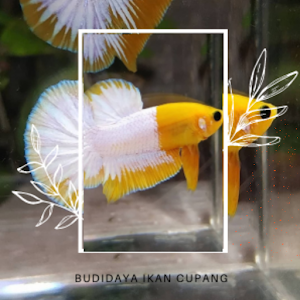 Budidaya Ikan Cupang Hias Lengkap Screenshot 1