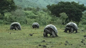 Turtle Wallpaper HD Screenshot 2