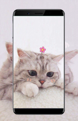 Cats Wallpaper Screenshot 1