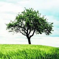 1000 Nature Wallpapers Pro