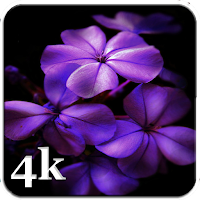 Aesthetic Purple Wallpapers 4K