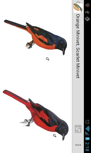 Birds of India Screenshot 3
